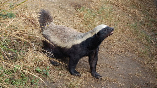 Nature Season 32 Episode 12 - Honey Badgers: Masters of Mayhem