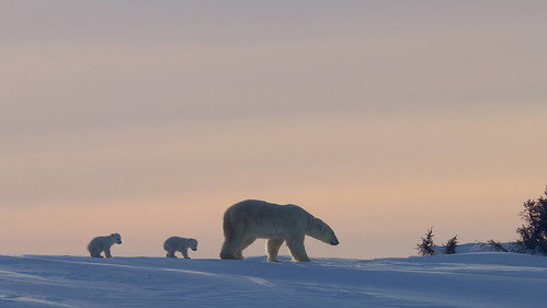 The Nature of Things Season 60 Episode 12 - Kingdom of the Polar Bears: Episode 1