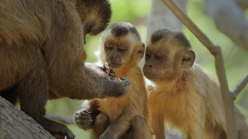 Nature Season 39 Episode 3 - Primates 01: Secrets Of Survival