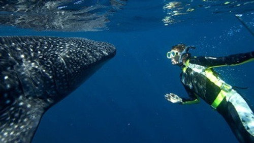 Natural World Season 28 Episode 2 - Whale Shark