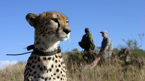 Nature Season 26 Episode 3 - The Cheetah Orphans