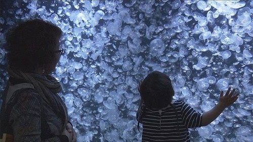 Document 72 Hours Season 8 Episode 19 - Jellyfish Wonderland