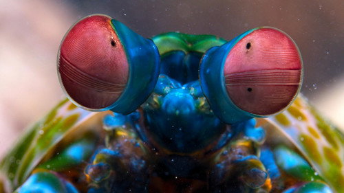 Tiny World Season 2 Episode 5 - Reef