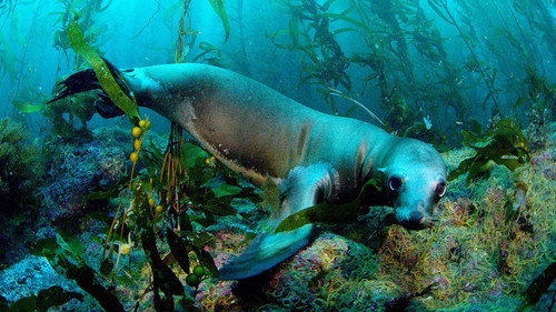 Nature Season 41 Episode 6 - Soul of the Ocean