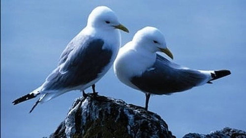 Natural World Season 25 Episode 13 - Saving Our Seabirds