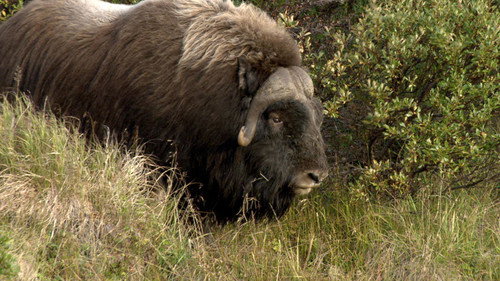 Animal Fight Night Season 2 Episode 2 - Grizzly Bears, Guanacos, Beetles