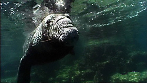 NOVA Season 36 Episode 7 - Ocean Animal Emergency