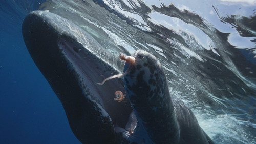 60 Minutes Season 56 Episode 15 - The Sperm Whales of Dominica; Monkey Island; Hanging On
