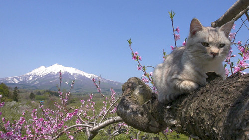 A Cat's-Eye View of Japan Season 1 Episode 2 - Tsugaru, Where Life Begins