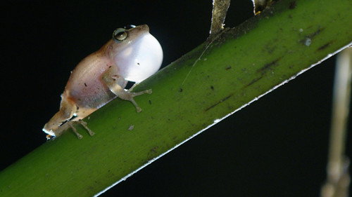 Nature Season 35 Episode 13 - Viva Puerto Rico
