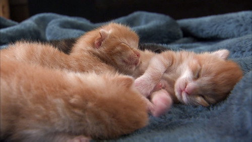 Too Cute Season 4 Episode 4 - Kittens in Wonderland
