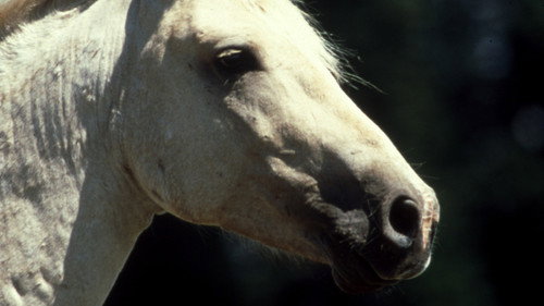 Nature Season 20 Episode 9 - Cloud: Wild Stallion of the Rockies