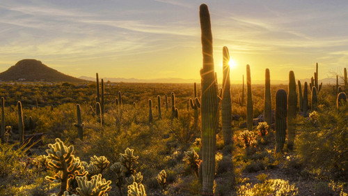 America's National Parks Season 1 Episode 6 - Saguaro