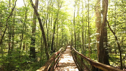 PARK'D with Abby Hornacek Season 7 Episode 3 - Congaree National Park