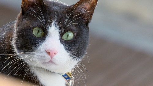 A Cat's-Eye View of Japan Season 2 Episode 6 - Hiroshima: A Scoop of Happiness
