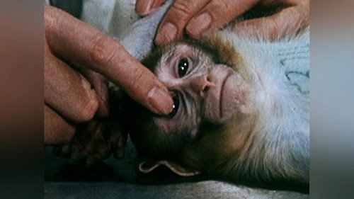 Wild Assassins Season 1 Episode 8 - Disease