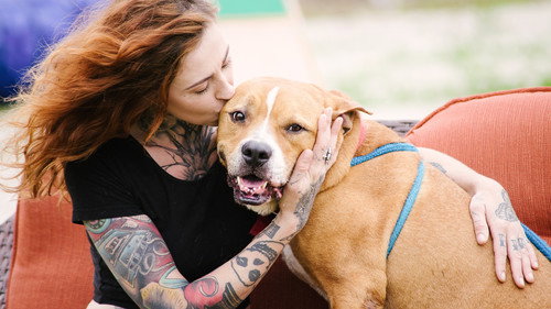 Pit Bulls and Parolees Season 14 Episode 2 - Twist of Fate