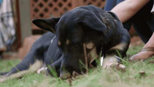 The Wizard of Paws Season 2 Episode 7 - Trigger