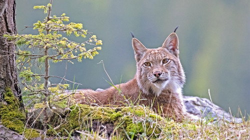 Nature Season 39 Episode 7 - The Alps: The High Life