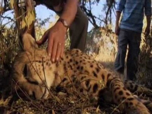 Wild at Heart Season 1 Episode 2 - Episode Two