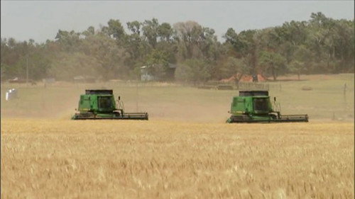 Wheat still