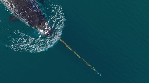 Our Oceans Season 1 Episode 4 - Arctic Ocean
