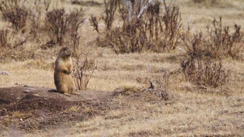 Prairie Dog Manor Season 1 Episode 2 - The Good, the Bad & the Snuggly