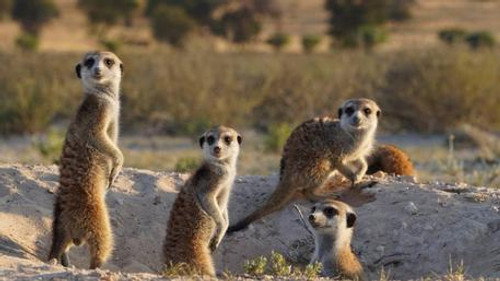 Meerkat Manor: Rise of the Dynasty Season 1 Episode 7 - Hard Times