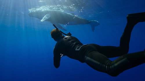 Whale with Steve Backshall Season 1 Episode 3 - Ocean Voyagers