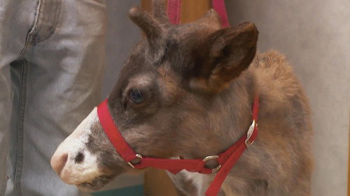 The Incredible Dr. Pol Season 13 Episode 4 - Doc Got Run Over by a Reindeer