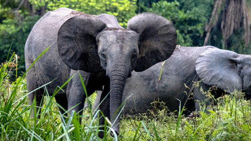 Secrets of the Elephants Season 1 Episode 3 - Rainforest