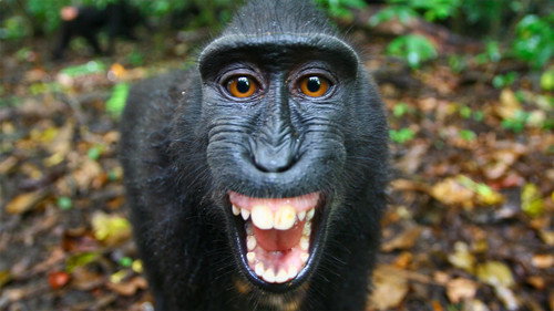 Nature Season 32 Episode 11 - The Funkiest Monkeys
