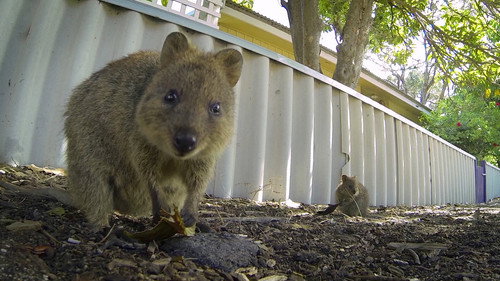 72 Cutest Animals Season 1 Episode 2 - Bouncing Buddies