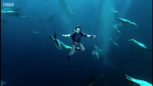 Andy's Wild Adventures Season 2 Episode 12 - Gannets