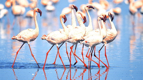 The Great Rift: Africa's Wild Heart Season 1 Episode 2 - Water