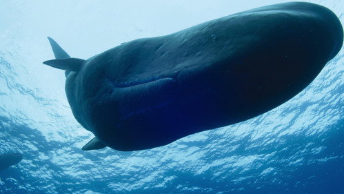 OceanXplorers Season 1 Episode 2 - Giants of the Deep
