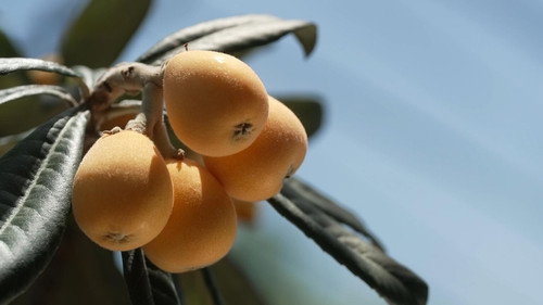 Trails to Oishii Tokyo Season 8 Episode 11 - Loquat