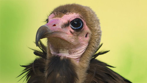 Animal Season 2 Episode 2 - Birds of Prey