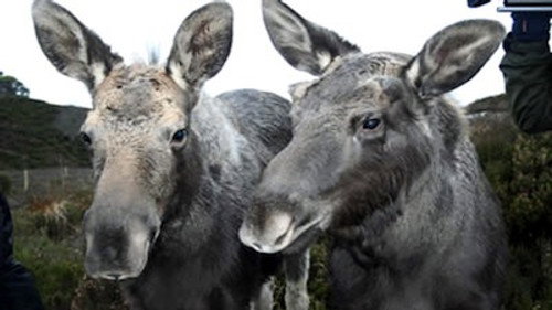 Natural World Season 27 Episode 12 - Moose In The Glen