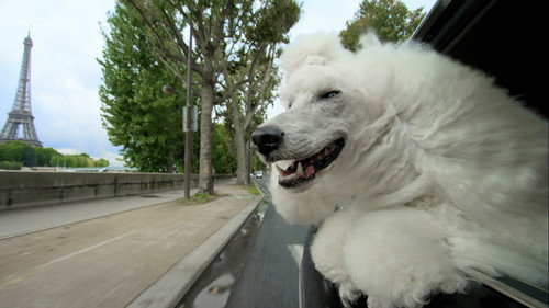 Nature Season 34 Episode 6 - Pets: Wild At Heart: Secretive Creatures
