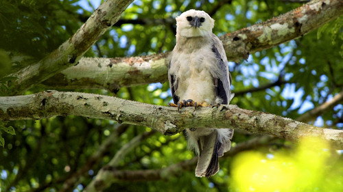 Natural World Season 30 Episode 1 - The Monkey-Eating Eagle of the Orinoco