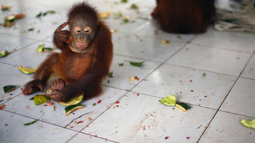 Orangutan Jungle School Season 2 Episode 2 - Dilla’s Surprise