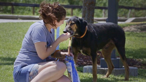 Pit Bulls and Parolees Season 15 Episode 4 - Danger Ahead