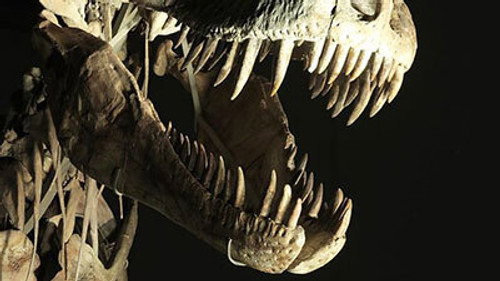 Horizon Season 51 Episode 3 - Dinosaurs: The Hunt for Life