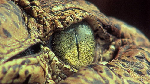 Nature Season 21 Episode 7 - The Reptiles: Alligators and Crocodiles