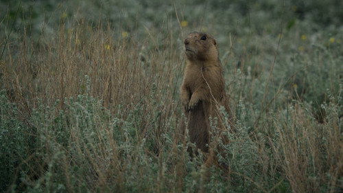 Prairie Dog Manor Season 1 Episode 9 - A Flood of Trouble