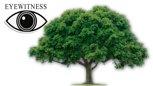 Eyewitness Season 2 Episode 11 - Tree