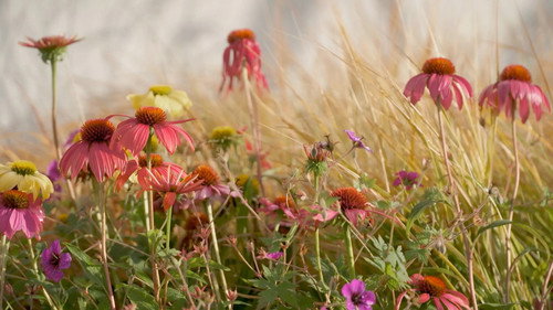 Gardening Australia Season 37 Episode 3 - Episode 3 Summer: Arid Botanic Garden & Home Orchard