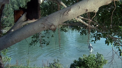 Flipper Season 1 Episode 26 - Flipper and the Elephant (3)