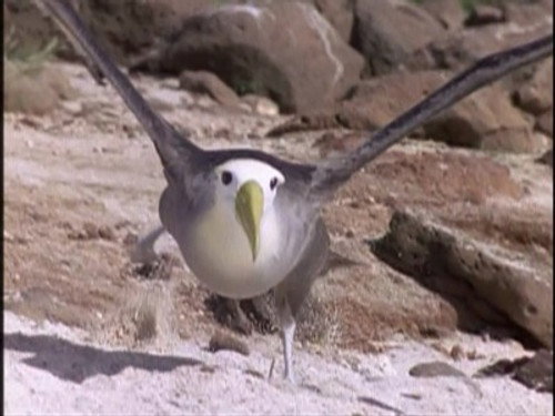 The Life of Birds Season 1 Episode 2 - The Mastery of Flight